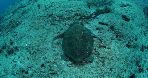 Sea Turtle Gliding Over Reefs in the Sea of Cortez Stock Footage 302774014
