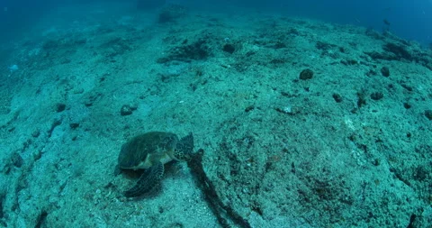 Sea Turtle Gliding Over Reefs in the Sea of Cortez Stock Footage 302775059