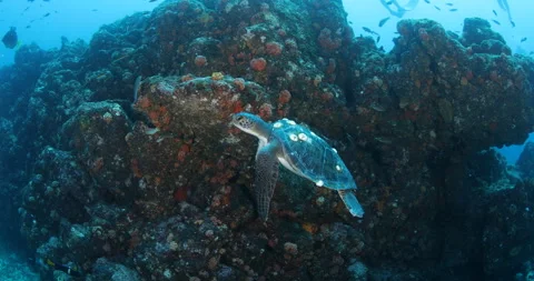 Sea Turtle Gliding Over Reefs in the Sea of Cortez Stock Footage 302785649