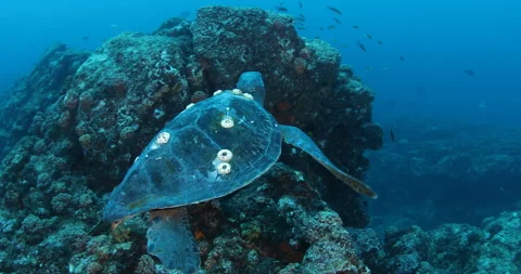 Sea Turtle Gliding Over Reefs in the Sea of Cortez Stock Footage 302785991