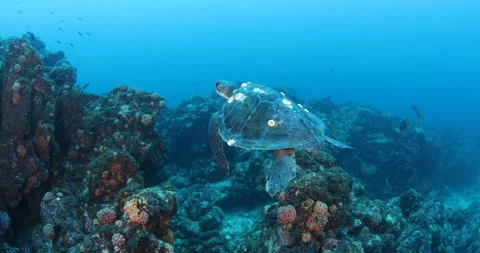 Sea Turtle Gliding Over Reefs in the Sea of Cortez Stock Footage 302786026