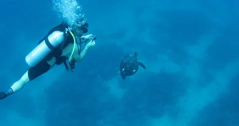 Sea Turtle Gliding Over Reefs in the Sea of Cortez Stock Footage 302786297