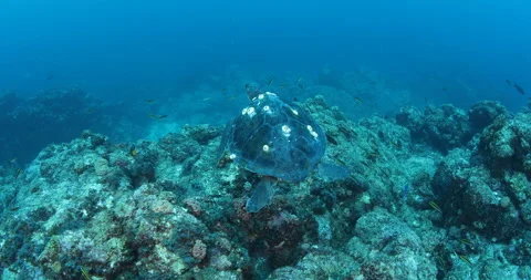 Sea Turtle Gliding Over Reefs in the Sea of Cortez Stock Footage 302786298