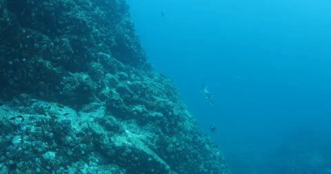 Sea Turtle Gliding Over Reefs in the Sea of Cortez Stock Footage 302786567