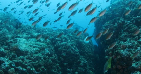 Sea Turtle Gliding Over Reefs in the Sea of Cortez Stock Footage 302786771