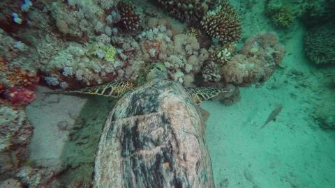 Sea Turtle Gliding Over Vibrant Coral Reef Underwater Stock Footage 316572349