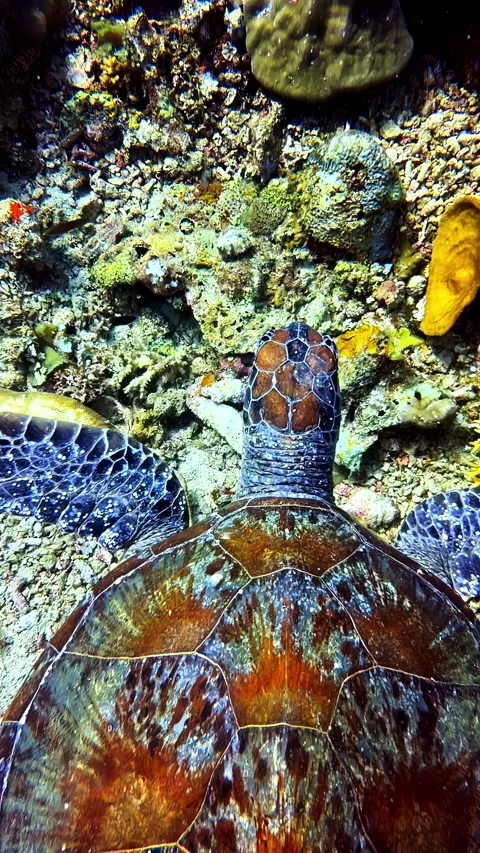 Sea Turtle Gliding Over Vibrant Coral Reef in Crystal Waters Stock Footage 336662438