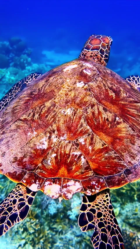 Sea Turtle Gliding Over Vibrant Coral Reefs in Sunlit Waters Stock Footage 336662686
