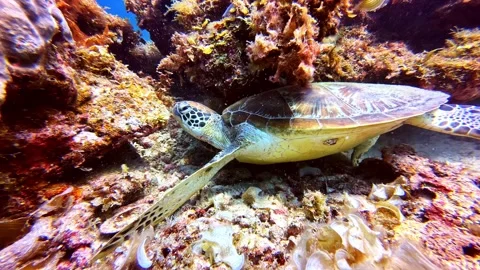 Sea Turtle Gliding Over Vibrant Coral Reef in Underwater Ocean Scene Close-Up Stock Footage 344427982