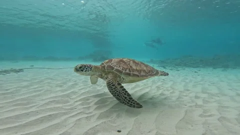 Sea turtle gliding through the waters of Gili Trawangan, Indonesia Stock Footage 321107376