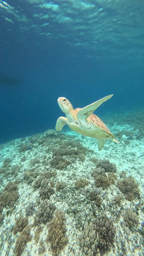 Sea turtle gliding through the waters of Gili Trawangan, Indonesia Stock Footage 321107378