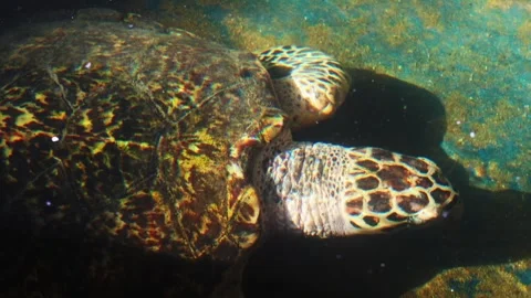 Sea turtle gliding underwater close up Stock Footage 328245879