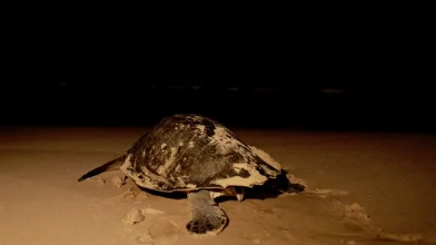 Sea turtle going back to the sea after hathcing its eggs Stock Footage 265953806