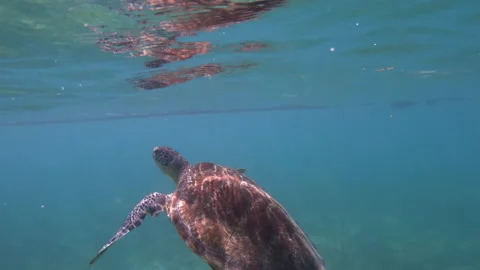 Sea turtle going up to breath and plunging - Green (or loggerhead) specie Stock Footage 146605633