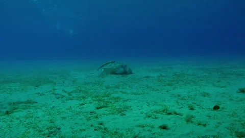 Sea turtle grazing on sandy seabed feeding on green sea grass, Wide-angle shot Stock Footage 309596053