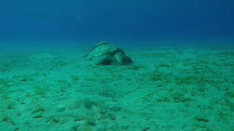 Sea turtle grazing on sandy seabed feeding on green sea grass, Front view Stock Footage 319837571