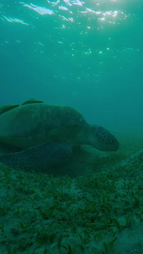 Sea turtle grazing on the seabed in evening light on backlit, Slow motion Stock Footage 314223059