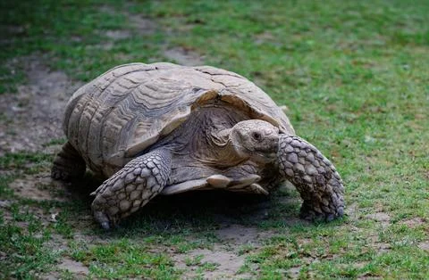 Sea turtle with a green shell making its way across a grassy field. Stock Photos