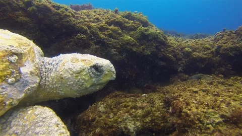 Sea Turtle. Green Turtle Close Up. Old Turtle Swimming.Calm Graceful Marine Life 스톡 동영상 119160743