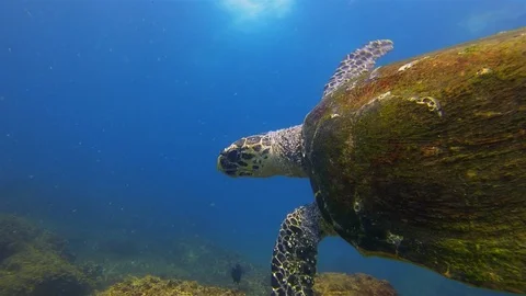 Sea Turtle. Green Turtle Close Up. Old Turtle Swimming.Calm Graceful Marine Life Видео 119168700