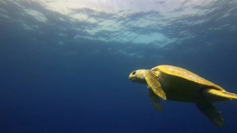 Sea Turtle. Green Turtle. Mellow Turtle Swimming. Calm Graceful Marine life Видео 119535050