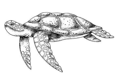 Sea Turtle. Hand drawn vector illustration of undersea Tortoise on isolated Illustrazione stock