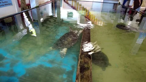 Sea turtle hatchery Stock Footage 313685563