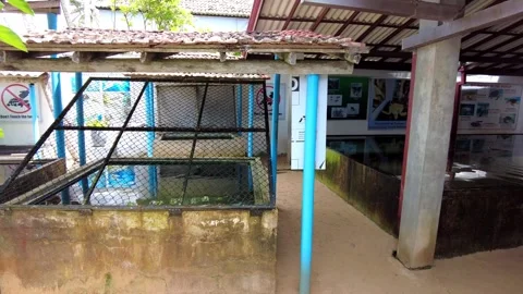 Sea turtle hatchery Stock Footage 313685589