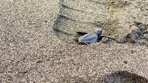 Sea turtle hatchling crawls beside a long shadow across sunlit and textured.. Stock Footage 340059884