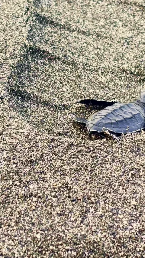 Sea turtle hatchling crawls beside a long shadow across textured beach sand. Stock Footage 340115896