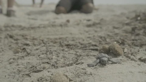 A sea turtle hatchling crawls from its nest towards the sea Stock Footage 243086290