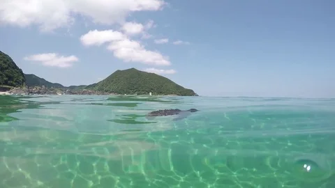 Sea Turtle Hatchling First Swim, Yakushima Japan Vídeo Stock 81993085
