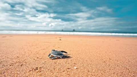 Sea Turtle Hatchling Vídeos de archivo 86749070