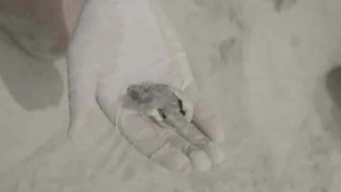 A sea turtle hatchling hatches in a scientist's gloved hand Stock-Footage 243021091