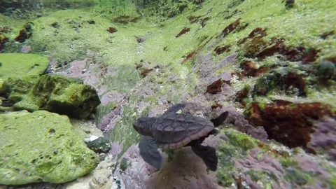 Sea Turtle Hatchling Learning To Swim, Yakushima Stock Footage 81994071