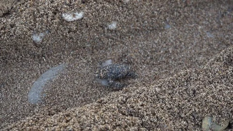 Sea-turtle hatchling making its way to the sea on a beach at Kyparissia Bay Stock Footage 119150252