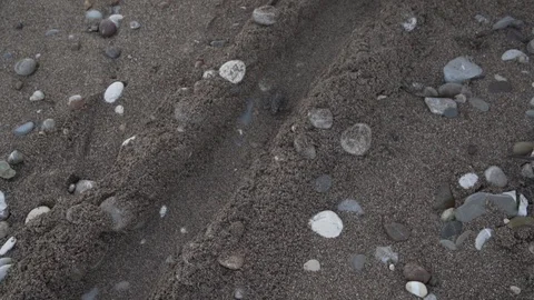 Sea-turtle hatchling making its way to the sea through a corridor volunteers  Video stock 119150284