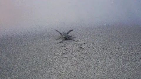Sea turtle hatchling scuttles down beach and into sea, Trinidad, Trinidad and Stock Footage 58197124