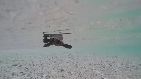 Sea Turtle Hatchling At White Sand Beach, Yakushima Japan Video stock 81993956
