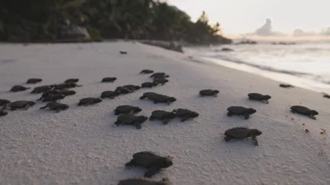 Sea Turtle Hatchlings Emerging from Nest and Crawling Toward Ocean 4K Stock Footage 332158379