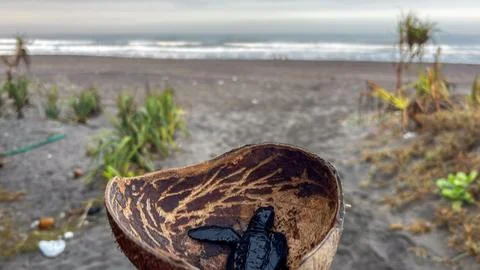 Sea turtle hatchlings rest inside a coconut shell on a tropical beach. Stock Photos