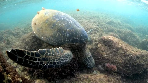 Sea Turtle Hawaii 4K Video stock 89461476
