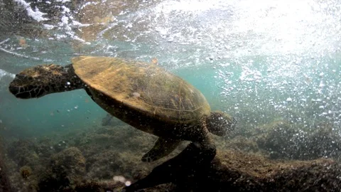 Sea Turtle Hawaii 4K Stock Footage 89461547
