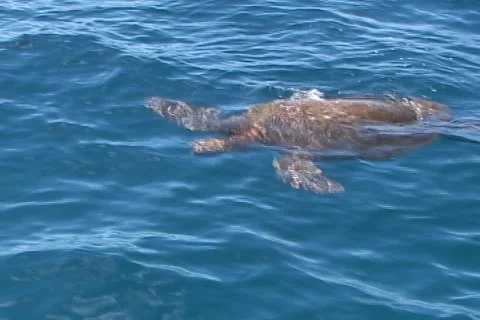 Sea Turtle in Hawaii 動画素材 1069533