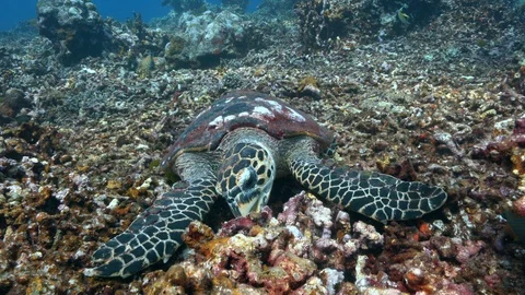 Sea Turtle Hawksbill Feeding Video stock 86559070