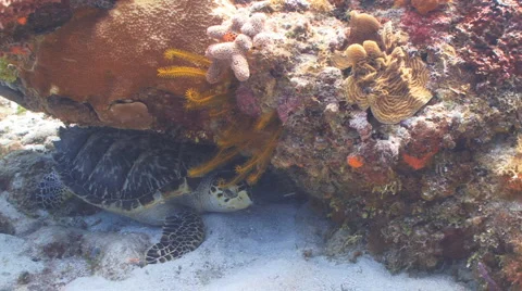 Sea turtle hiding Vidéo 992347