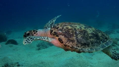 Sea Turtle at the Home Reef | Stock Video | Pond5