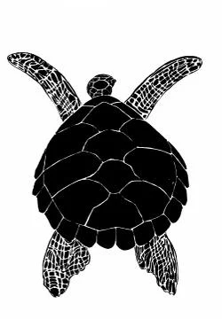 Sea turtle Stock Illustration