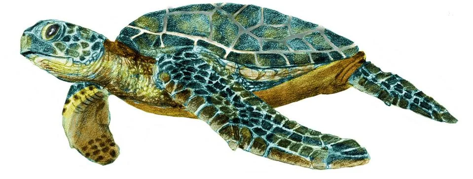 Sea turtle Stock Illustration