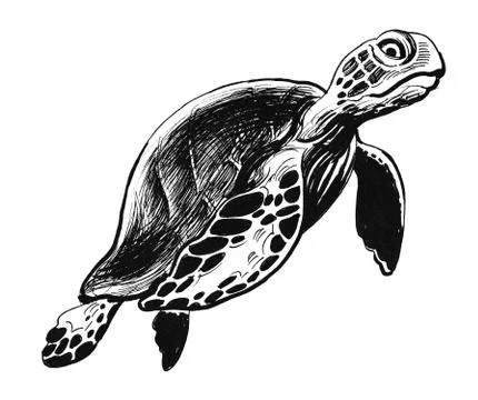 Sea turtle Illustrazione stock